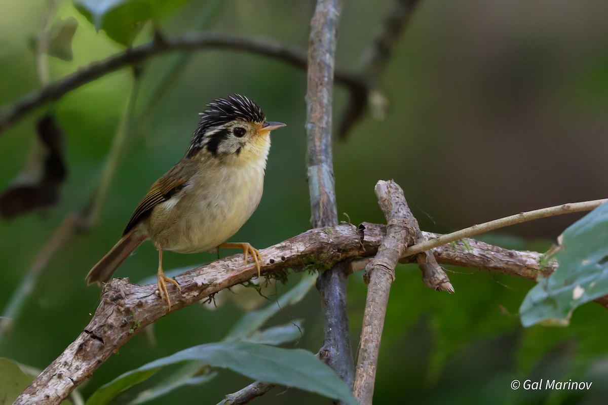Black-crowned Fulvetta - ML646758750