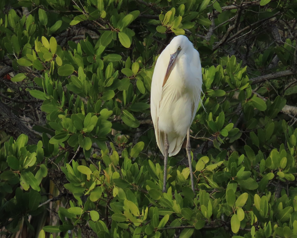 Amerika Gri Balıkçılı (occidentalis) - ML646758751