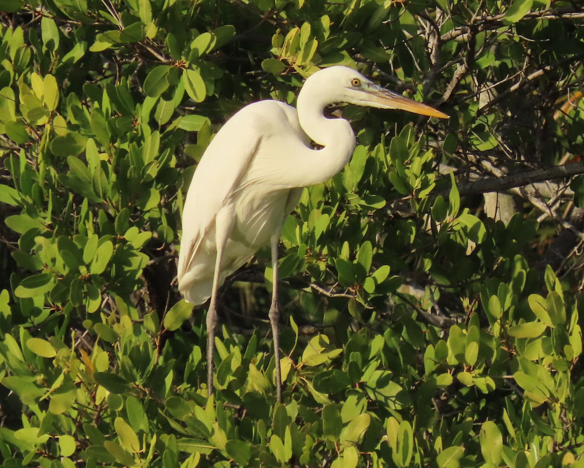 Amerika Gri Balıkçılı (occidentalis) - ML646758756