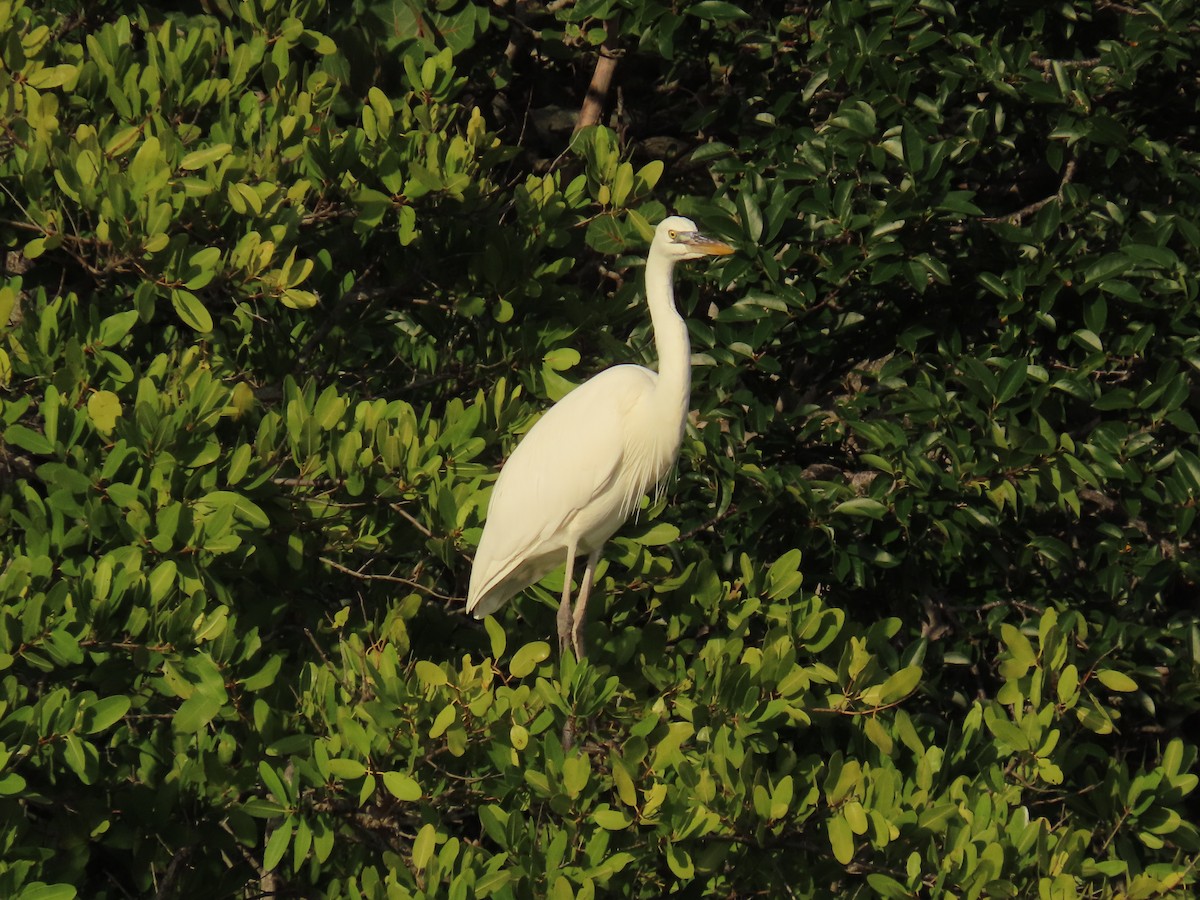 Amerika Gri Balıkçılı (occidentalis) - ML646758761