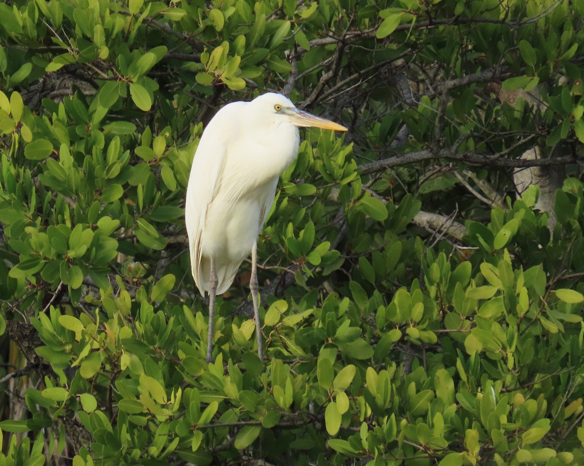 Amerika Gri Balıkçılı (occidentalis) - ML646758763