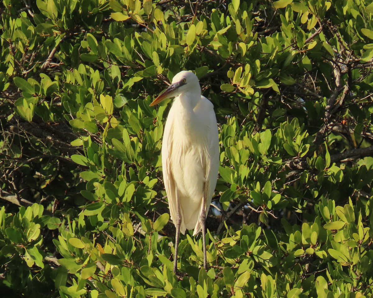 Amerika Gri Balıkçılı (occidentalis) - ML646758764