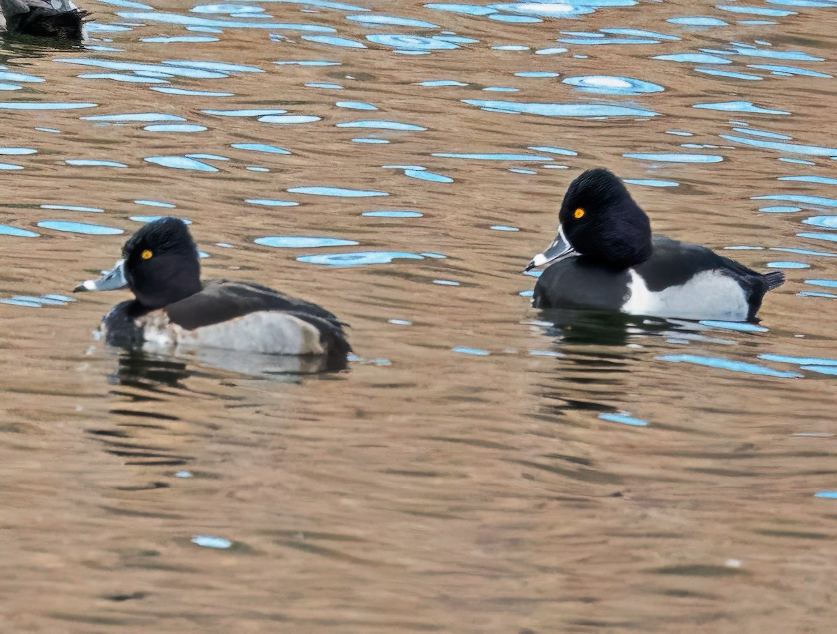 Ring-necked Duck - ML646758765