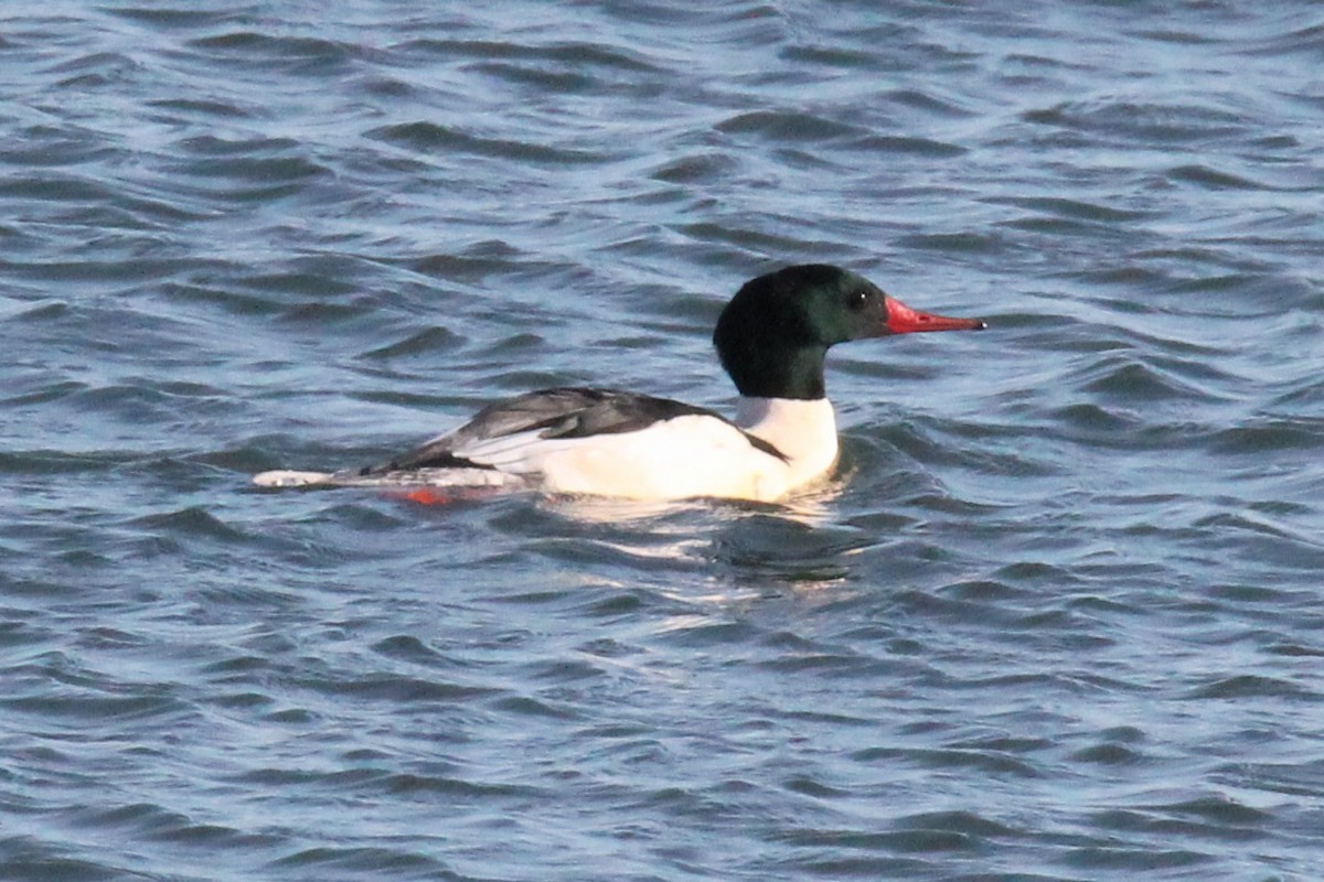 Хумхин бохио - ML646758768