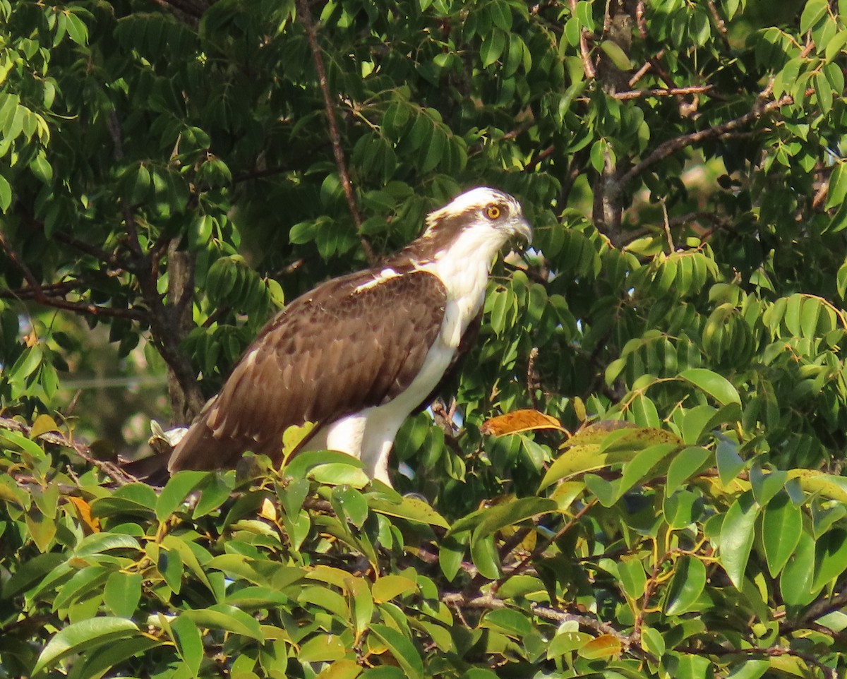 Balık Kartalı - ML646758769