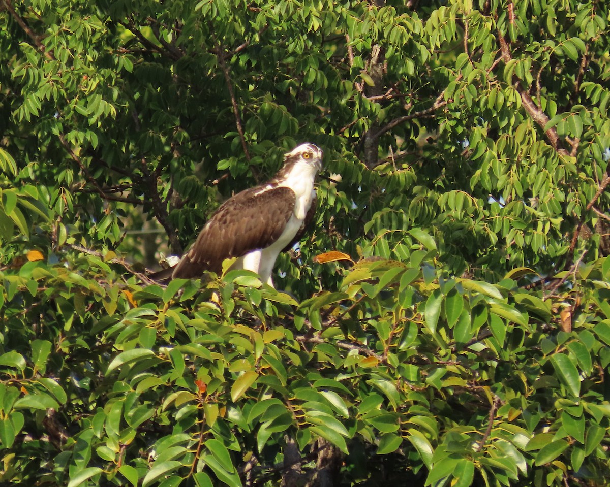 Balık Kartalı - ML646758770