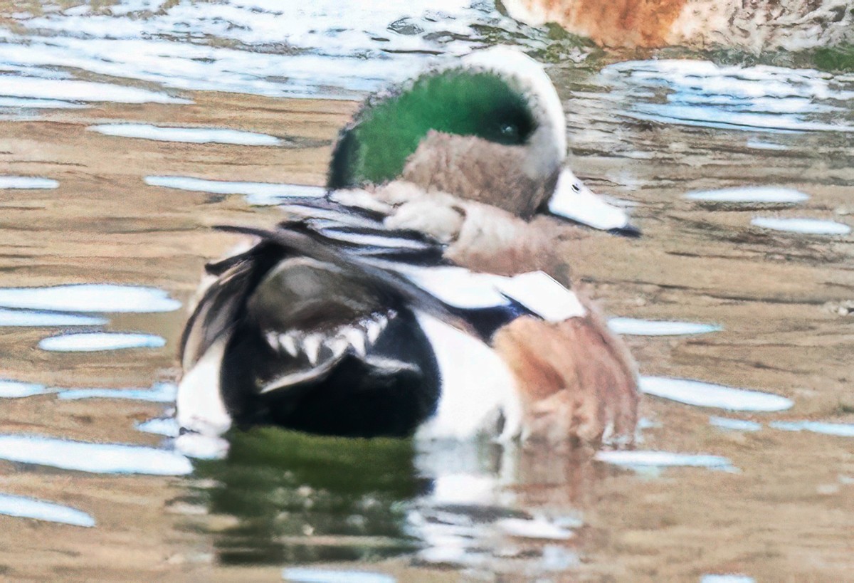 American Wigeon - ML646758771