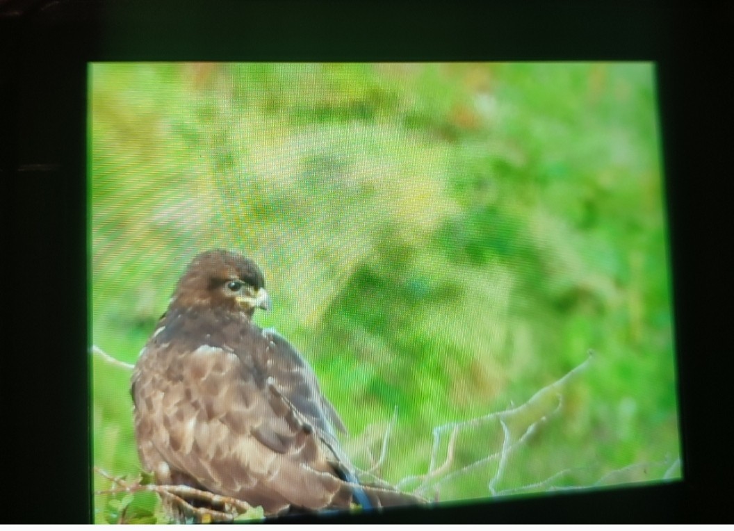 Common Buzzard - ML646758773