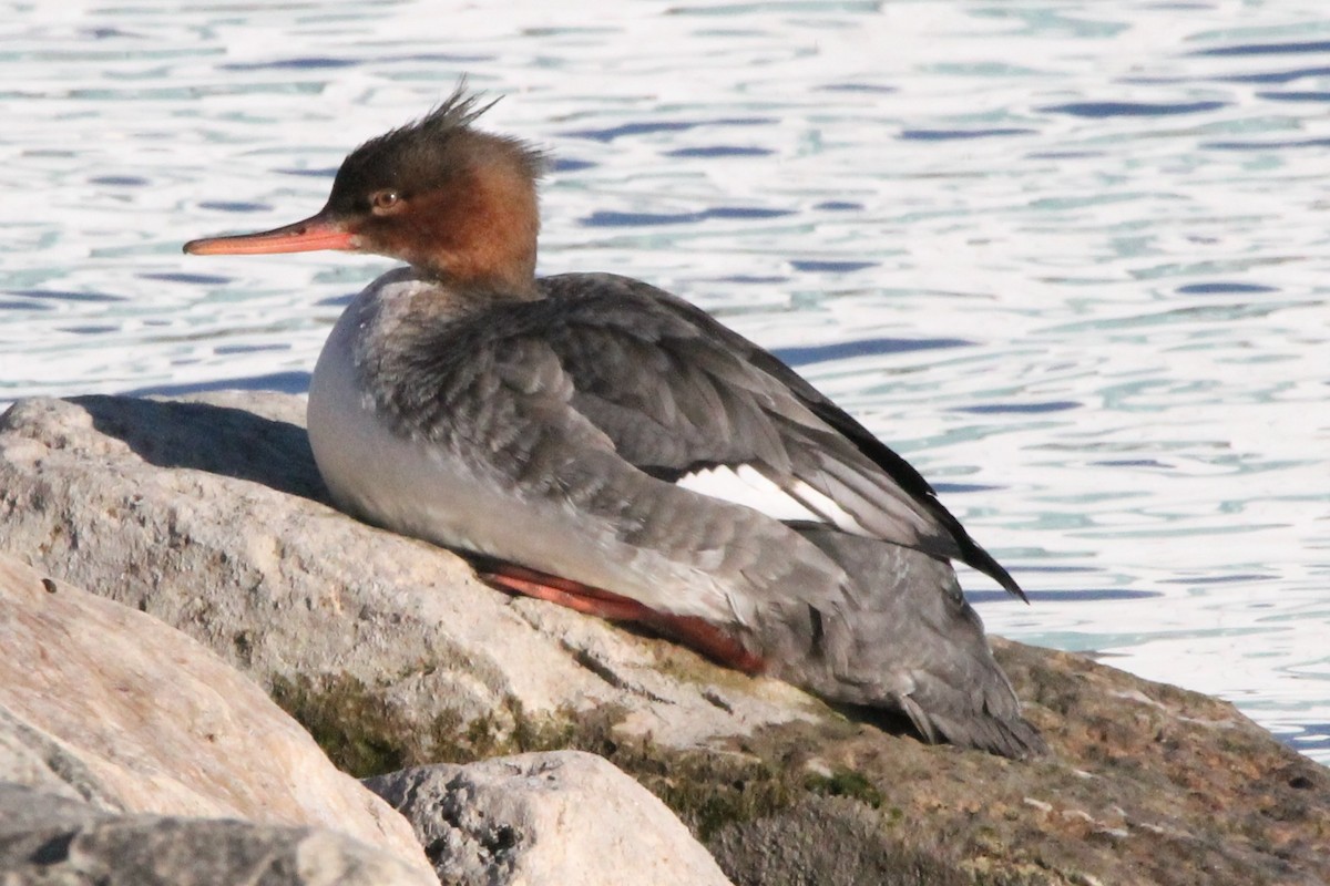 Serreta Mediana - ML646758774