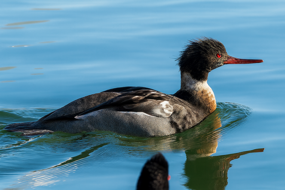 Serreta Mediana - ML646758775