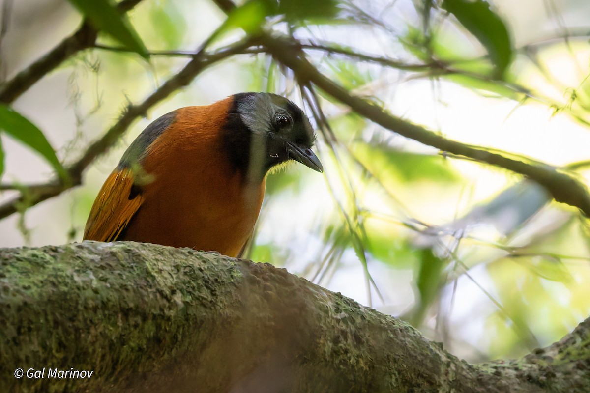 Collared Laughingthrush - ML646758776