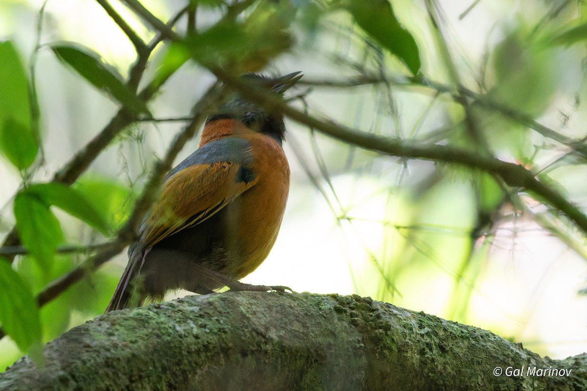 Collared Laughingthrush - ML646758777