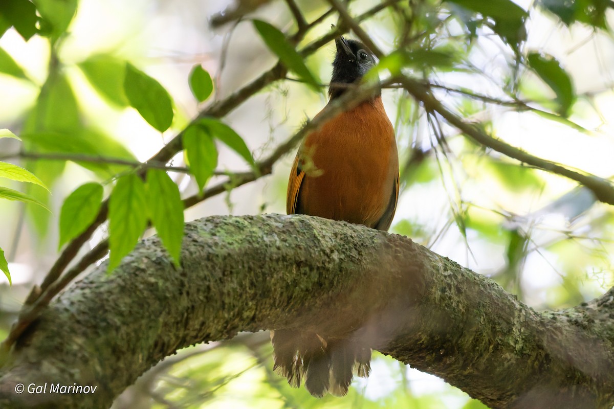 Collared Laughingthrush - ML646758778