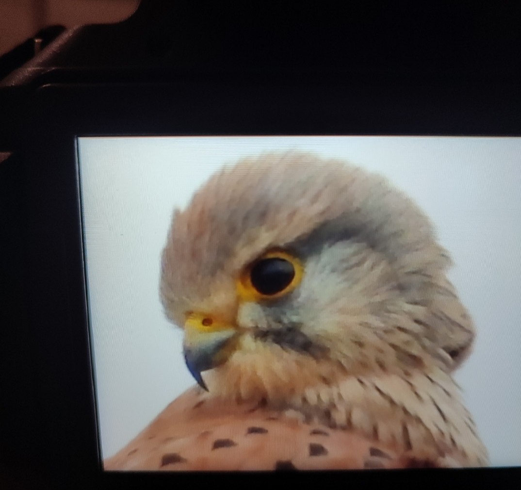 Eurasian Kestrel - ML646758779