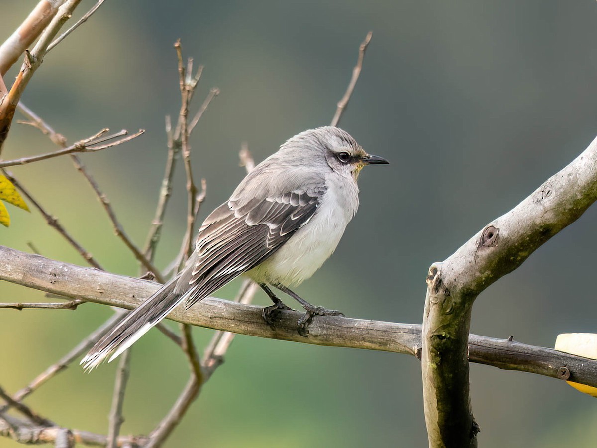 Tropical Mockingbird - ML646758780
