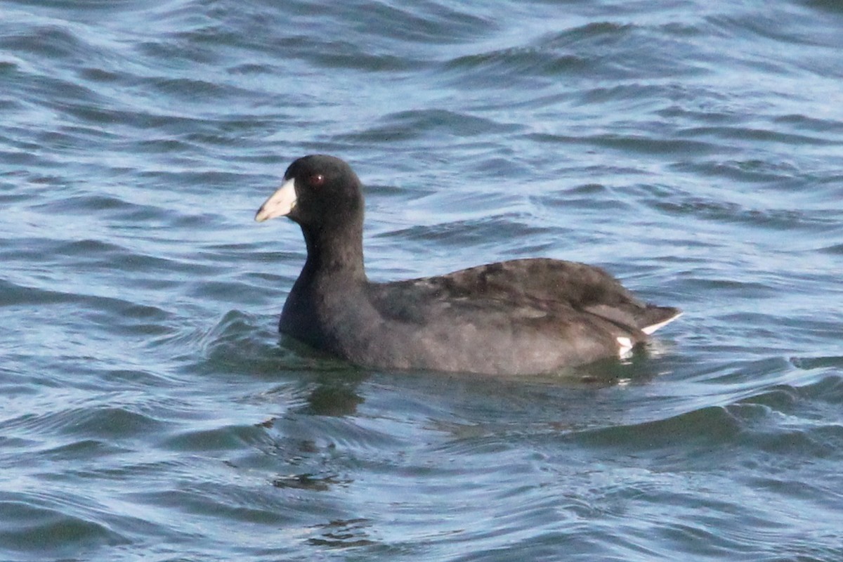 American Coot - ML646758781