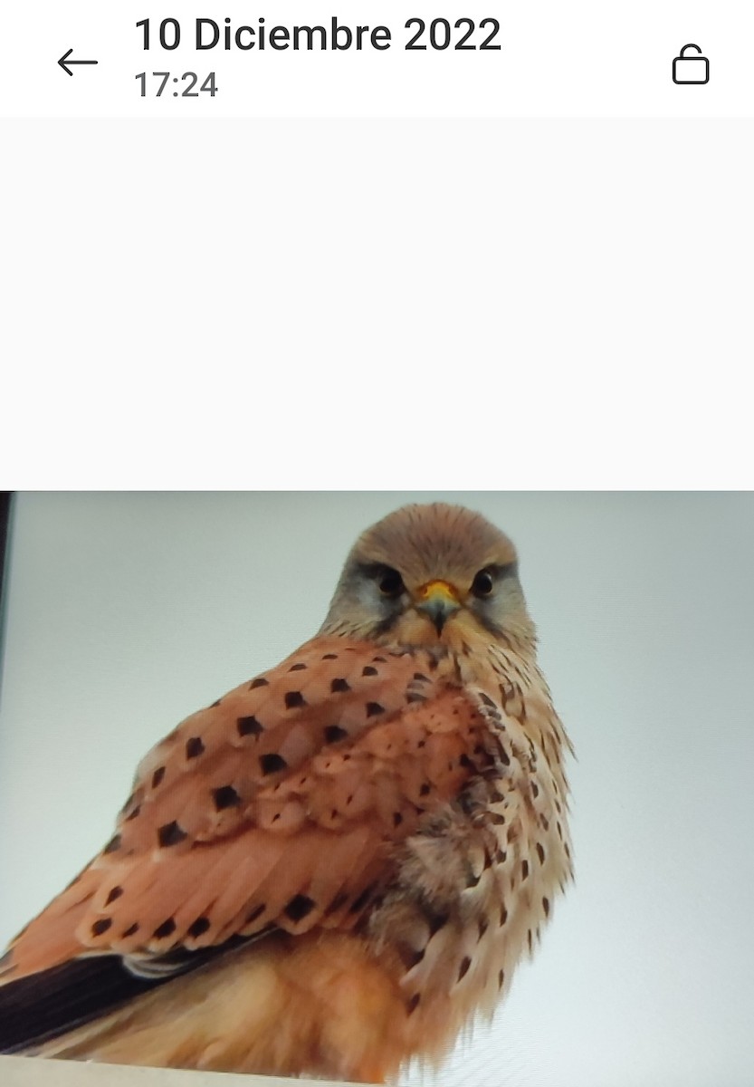 Eurasian Kestrel - ML646758783