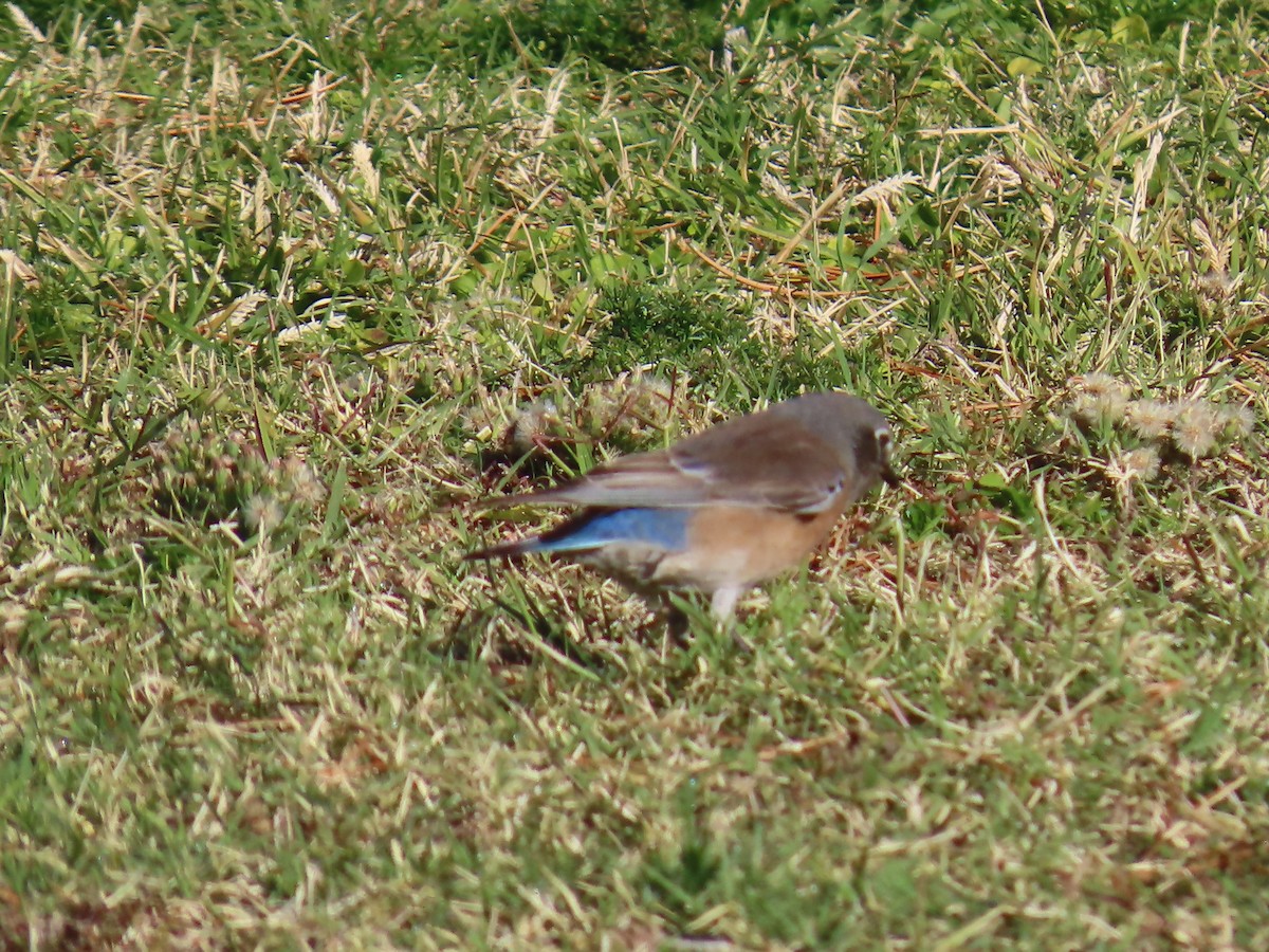 Western Bluebird - ML646758793