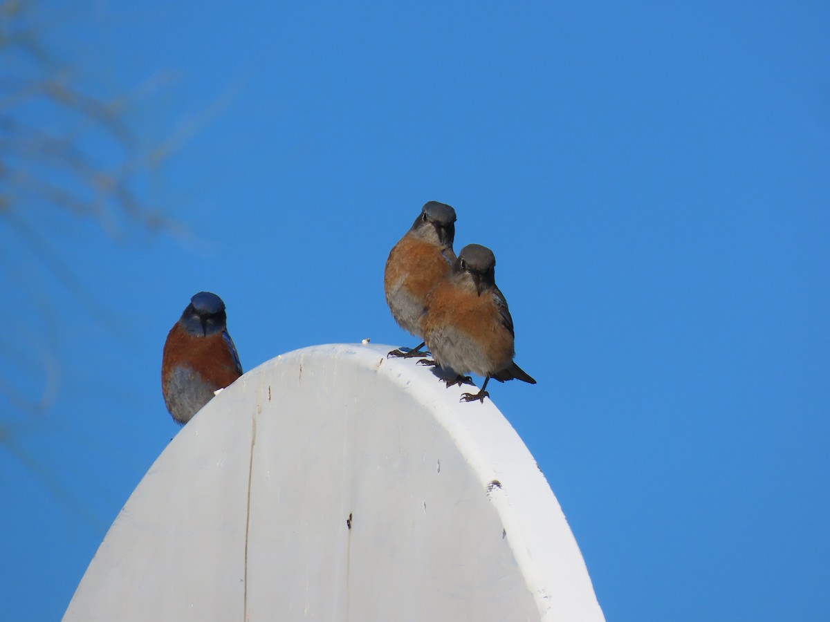 Western Bluebird - ML646758796