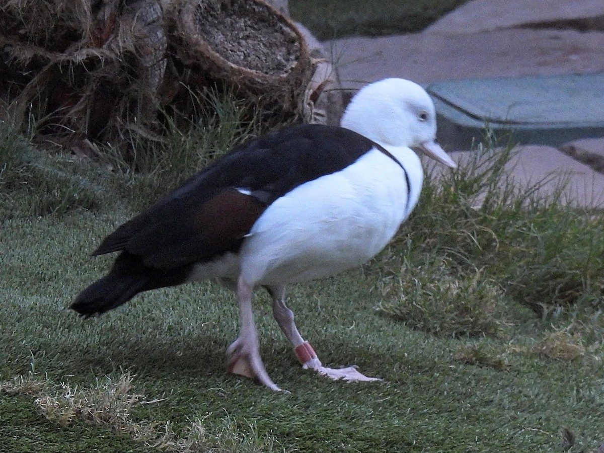 Animals - ML646758801