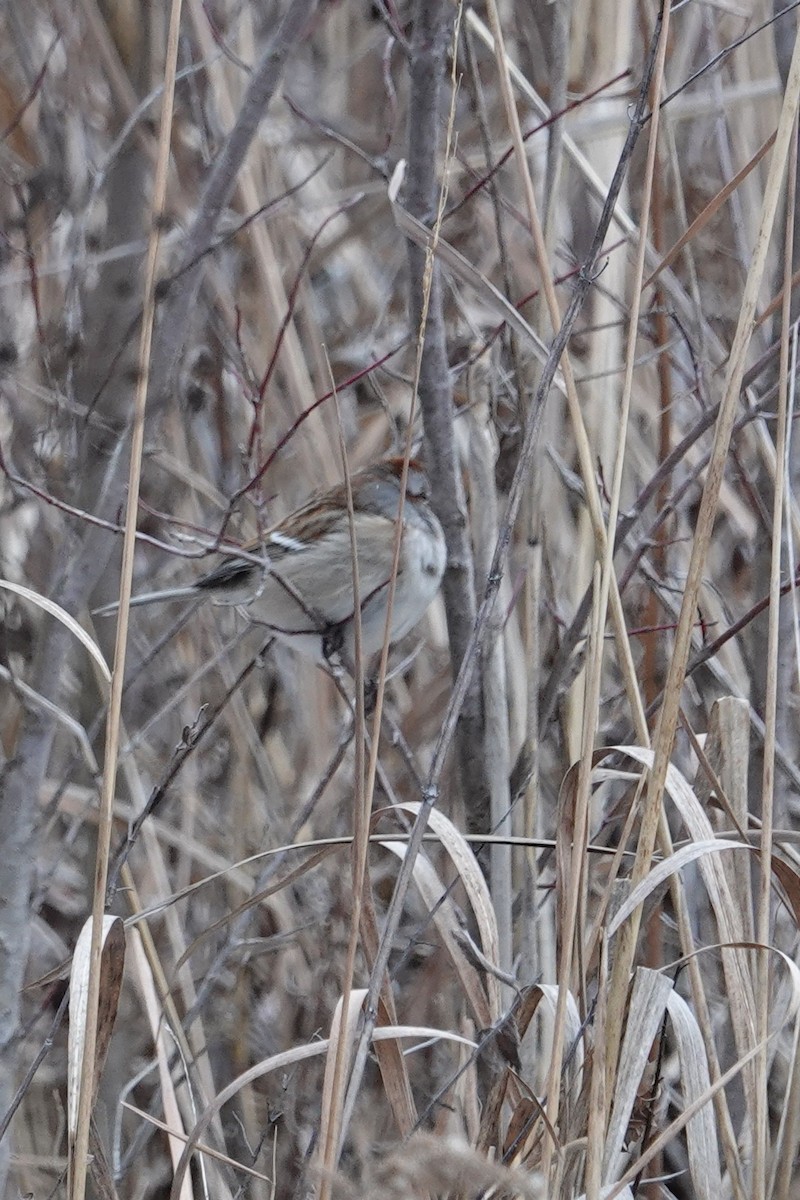 American Tree Sparrow - ML646758805