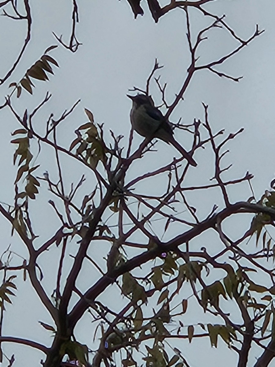 California Scrub-Jay - ML646758806