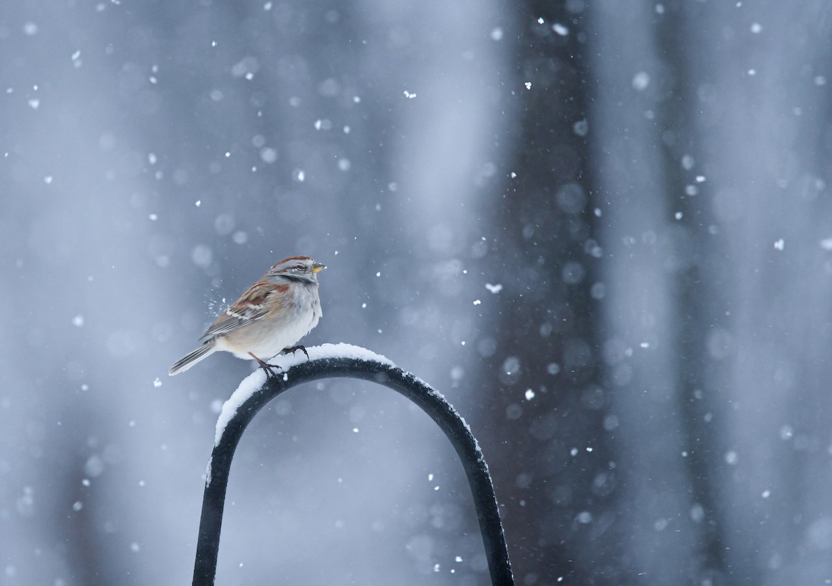 American Tree Sparrow - ML646758807