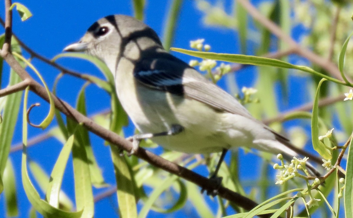 Cassin's/Plumbeous Vireo - ML646758810