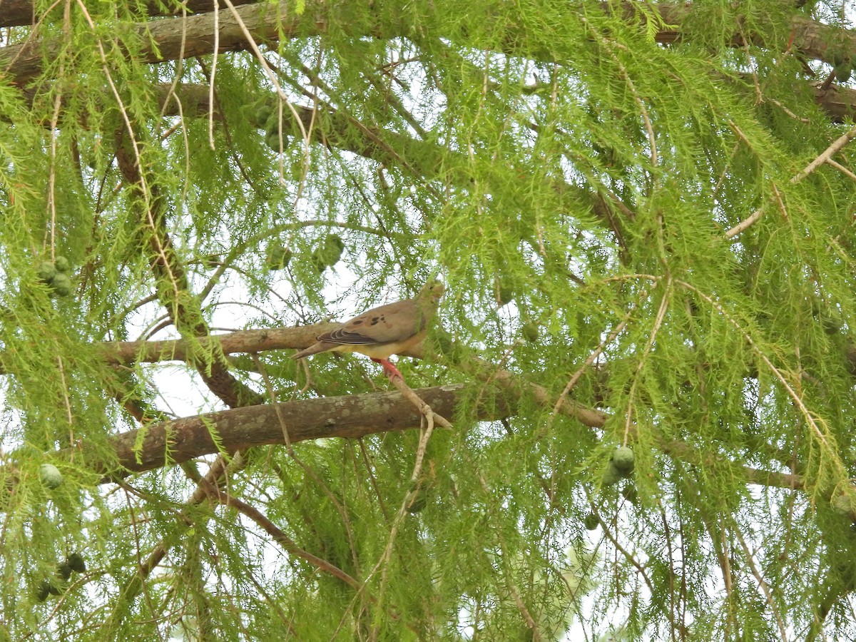 ミミグロバト - ML646758811