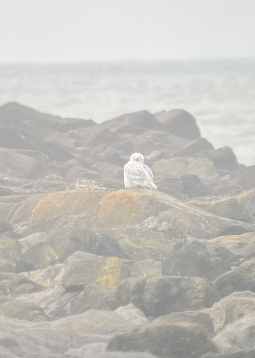 Búho Nival - ML646758814