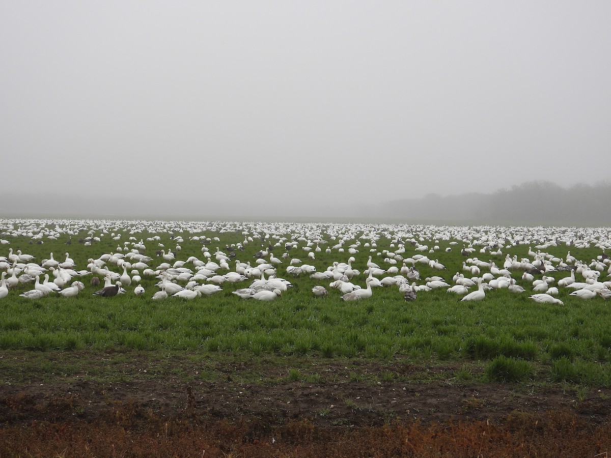 Snow/Ross's Goose - ML646758817