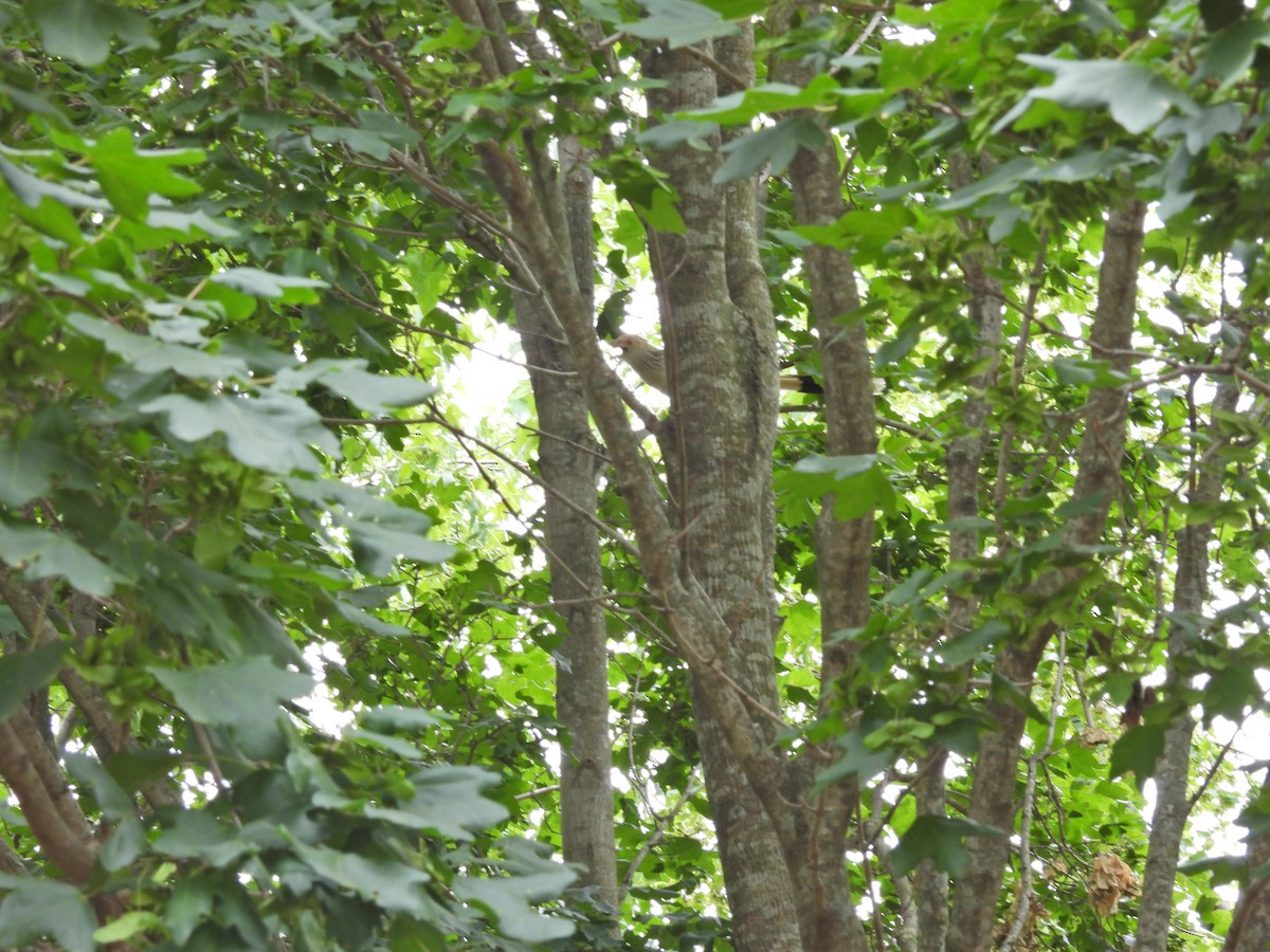 アマゾンカッコウ - ML646758819