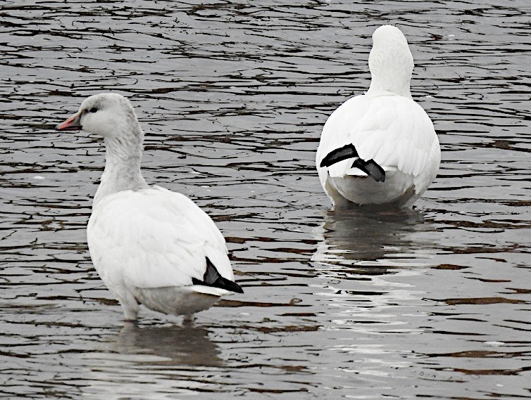 Ross's Goose - ML646758824