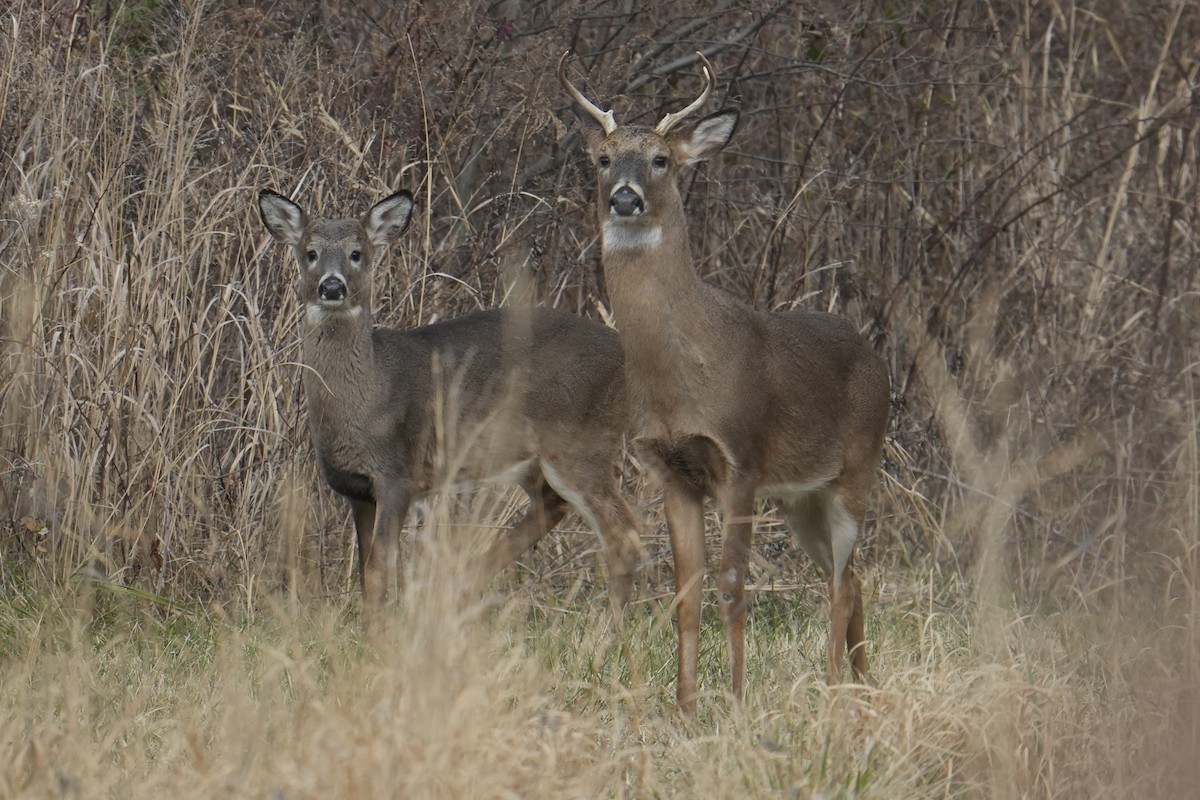 White-tailed Deer - ML646758825