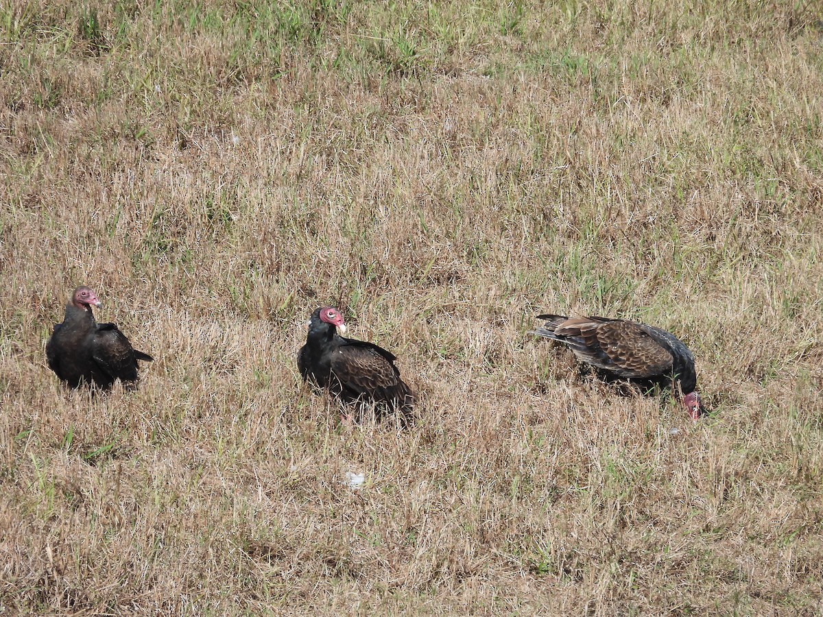 Turkey Vulture - ML646758827