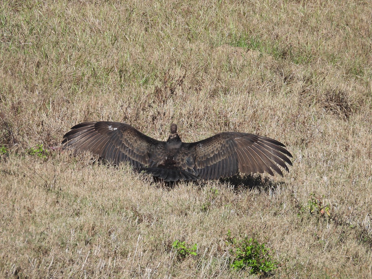 Turkey Vulture - ML646758828