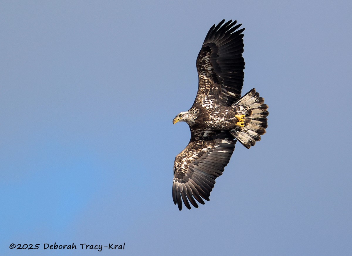 Bald Eagle - ML646758829
