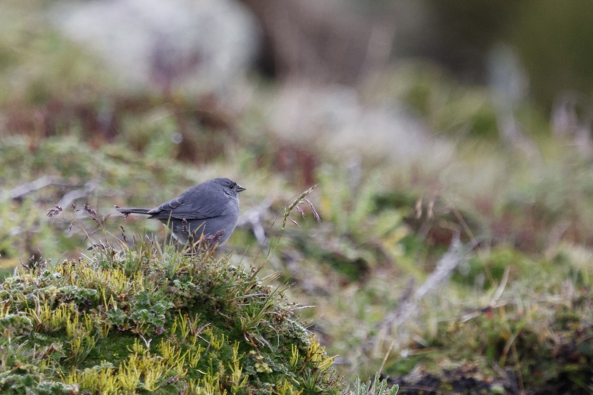 Plumbeous Sierra Finch - ML646758830