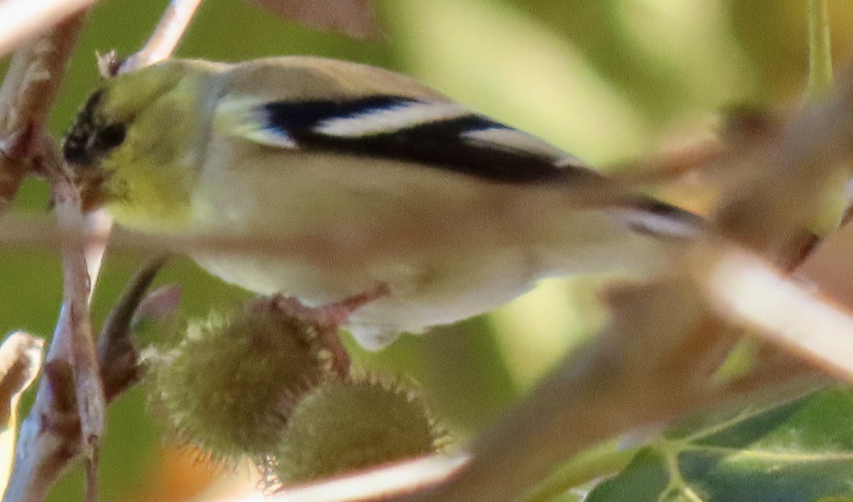 American Goldfinch - ML646758831