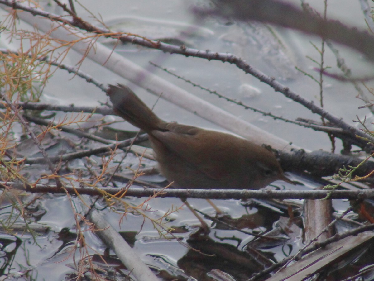 Cetti's Warbler - ML646758832