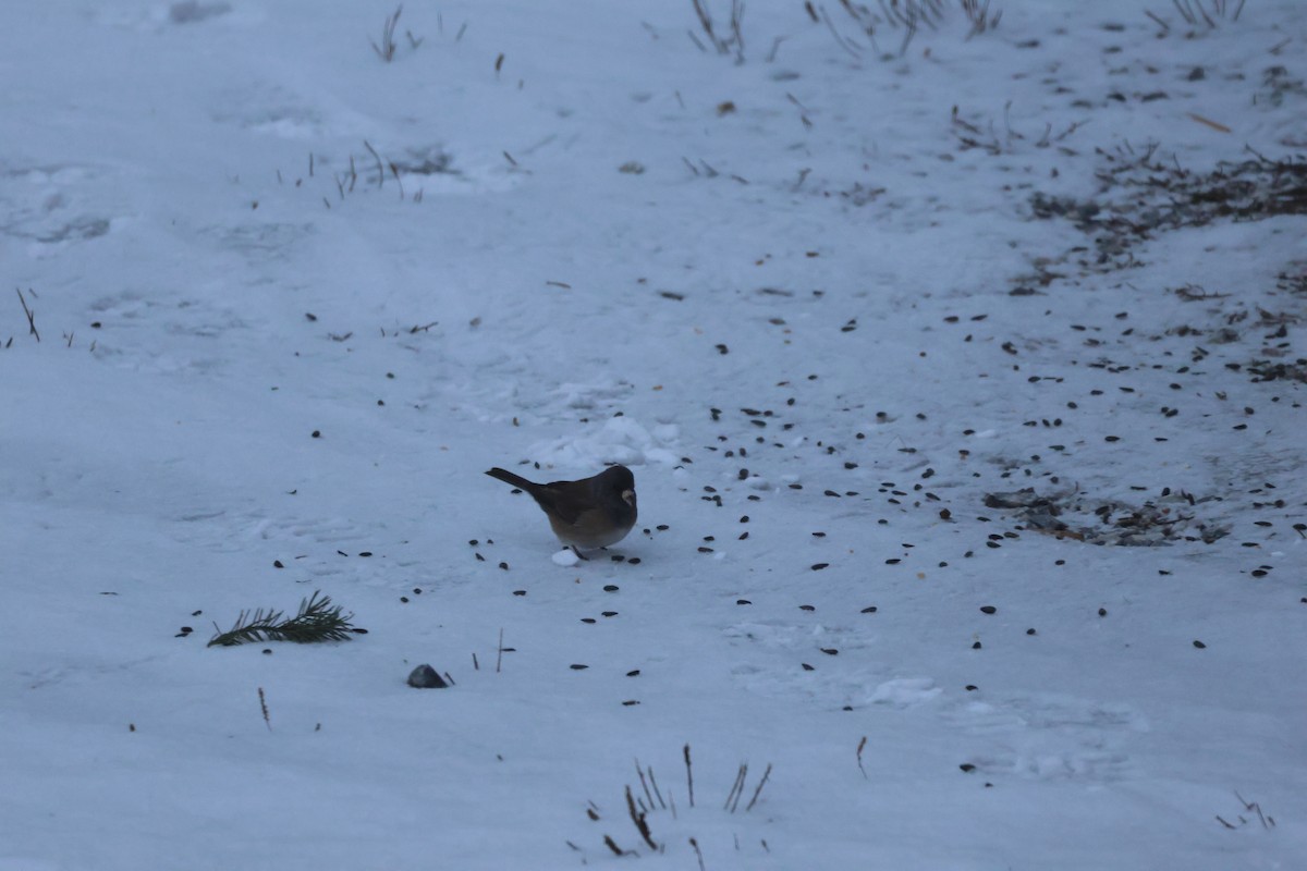 Dark-eyed Junco - ML646758835