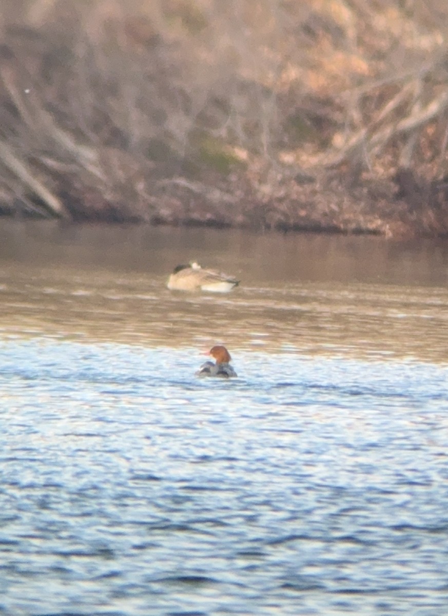 Common Merganser - ML646758836