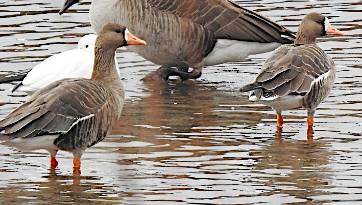 Манхин галуу - ML646758841