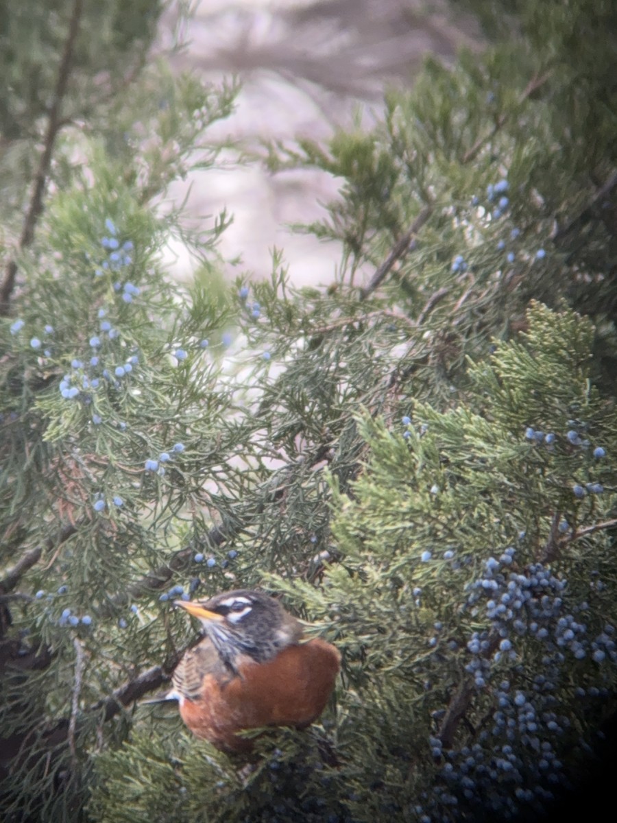 American Robin - ML646758842