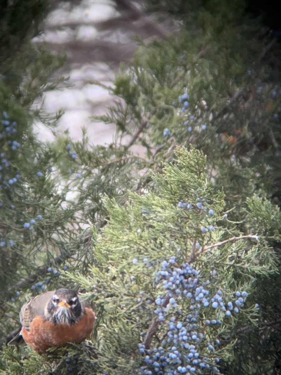 American Robin - ML646758843