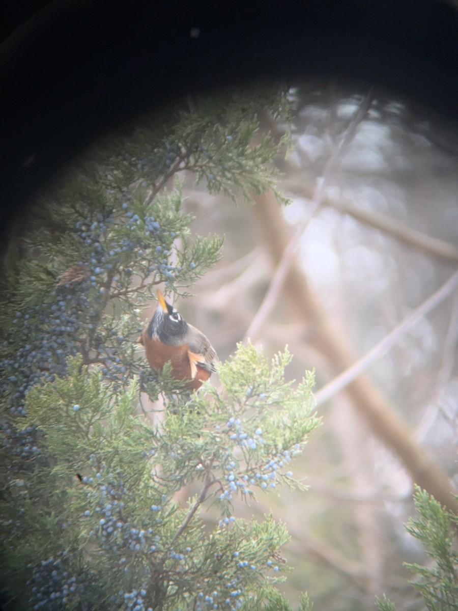 American Robin - ML646758845