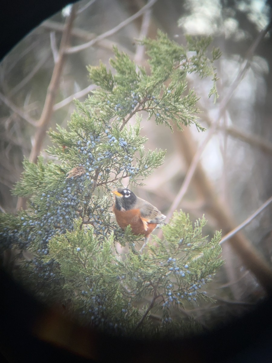 American Robin - ML646758846