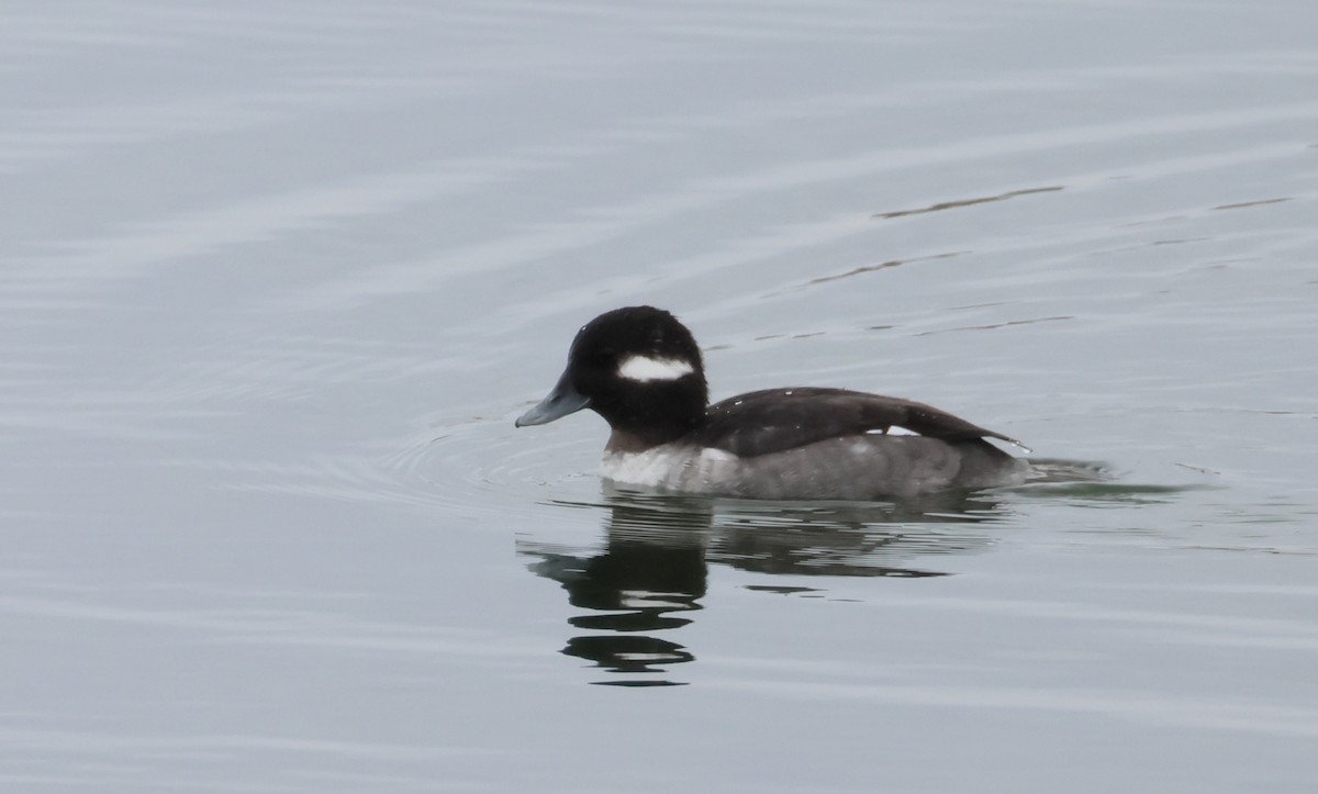 Bufflehead - ML646758849
