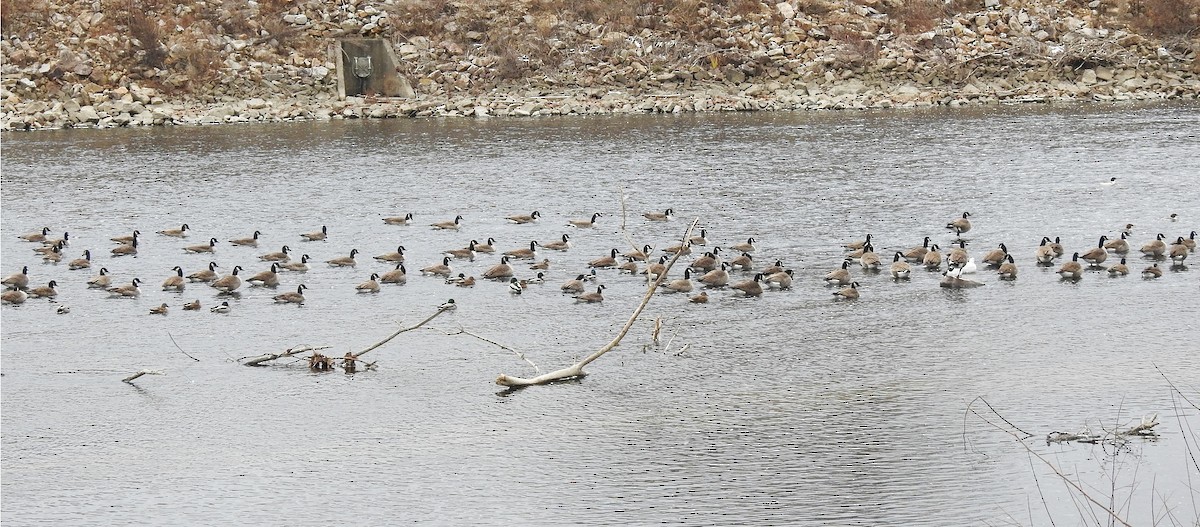 Канад галуу - ML646758850