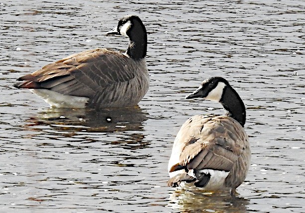 Канад галуу - ML646758851